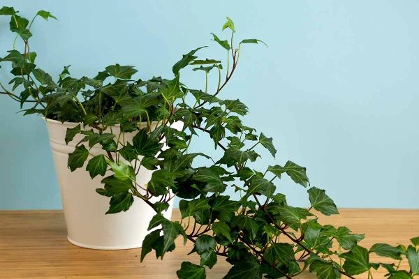 “Indoor English ivy plant helping purify air, one of the best houseplants for improving indoor air quality.”