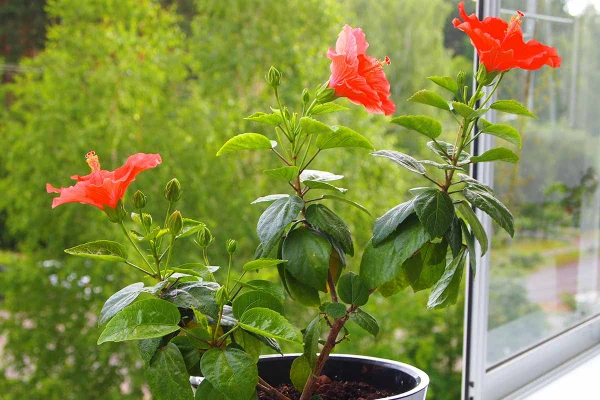 “Potted hibiscus plant with bright flowers placed in a sunny indoor spot.”