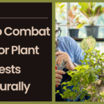 How to Combat Indoor Plant Pests Naturally