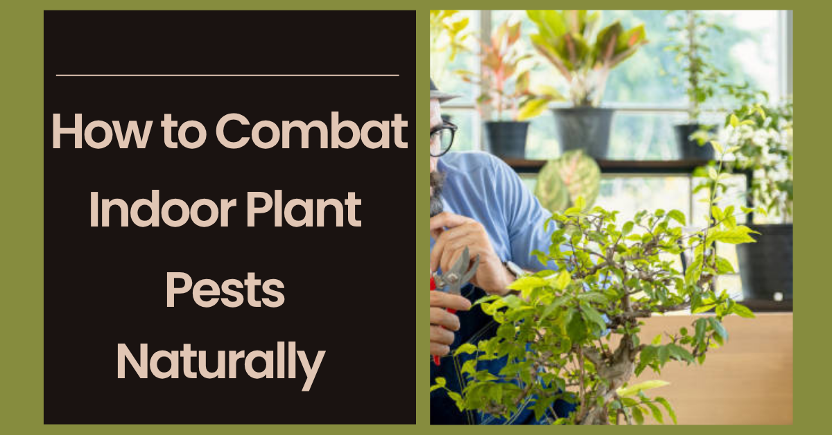 Read more about the article How to Combat Indoor Plant Pests Naturally