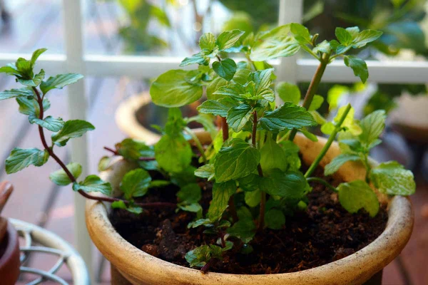 “Fresh mint herb growing in a container, demonstrated as a beginner-friendly and fragrant addition to a home indoor garden setup.”