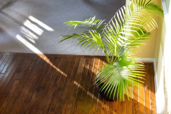 “Healthy areca palm growing in a decorative pot indoors, known for its air-purifying qualities.”