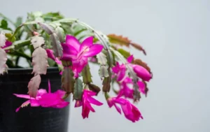 Read more about the article Indoor Plants That Thrive in Direct Sunlight