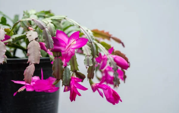 “Potted Christmas cactus with segmented stems growing in a sunny indoor spot.”