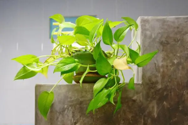 “Golden pothos in a pot, an easy-care houseplant ideal for beginner gardeners.”