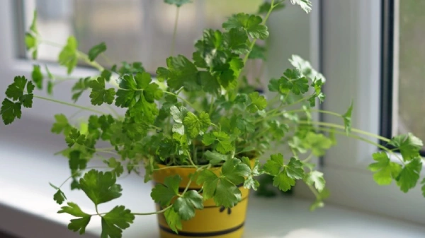 “Healthy parsley plant in a beautiful container placed on a sunlit windowsill indoors.”