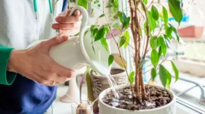 Read more about the article Common Indoor Plant Care Mistakes to Avoid