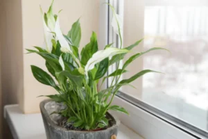 Read more about the article The Best Indoor Plants for Air Purification