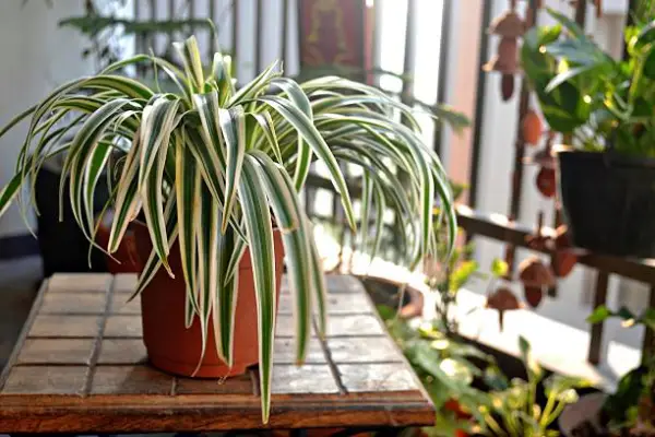 “Potted spider plant with arching leaves, ideal for beginner houseplant owners.”