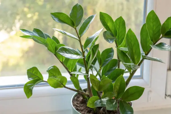 “Healthy ZZ plant growing in a pot, ideal for beginner houseplant owners.”