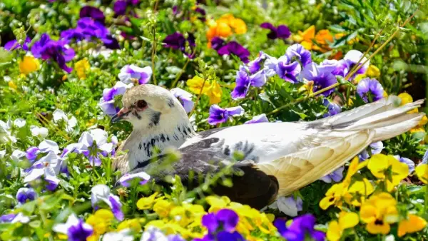 "White dove resting among plants in a tranquil garden setting."