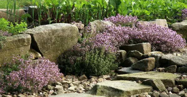 "Creeping thyme cascading over a low rock wall, creating a colorful ground cover in the garden."