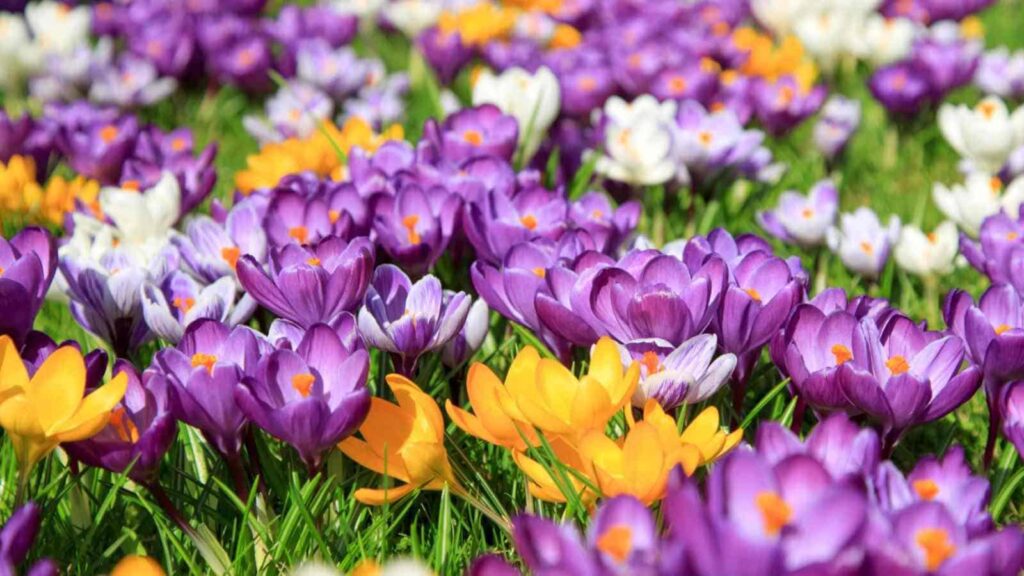 "Purple, white, and yellow crocus flowers blooming in a grassy field during early spring."