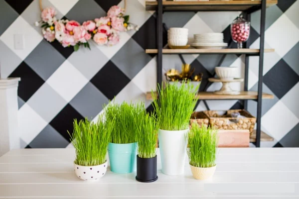 "Grass growing indoors in containers as part of home décor"