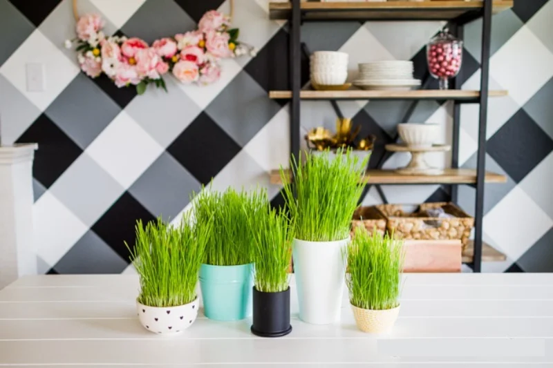 Read more about the article How to Grow and Care for Indoor Grass Plants for a Lush Look