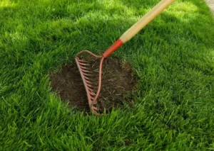 Read more about the article How to Revive a Patchy Lawn: Step-by-Step Repair Tips