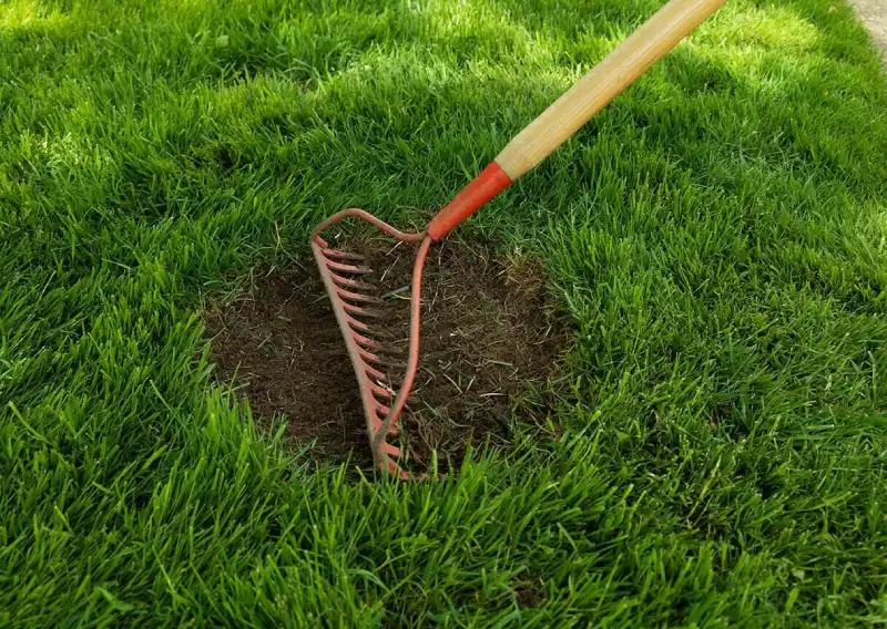 Read more about the article How to Revive a Patchy Lawn: Step-by-Step Repair Tips