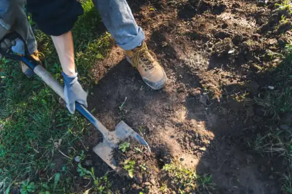 "Gardener mixing compost with a spade to enrich garden soil"