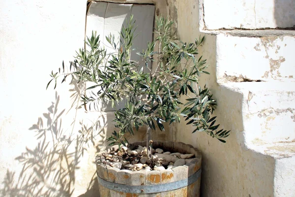 "Potted olive tree indoors, featuring slender leaves and elegant form for home décor.”