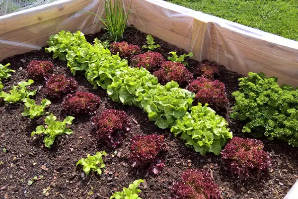 "Proper plant spacing in a garden bed for healthy growth and airflow"