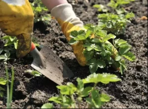 Read more about the article How to Start a Home Fruit Garden: What to Plant and When