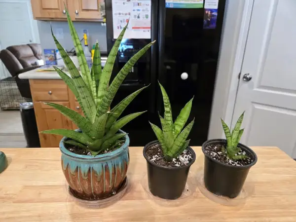 "Potted Sansevieria plants, also known as snake plants, used for indoor décor and air purification."