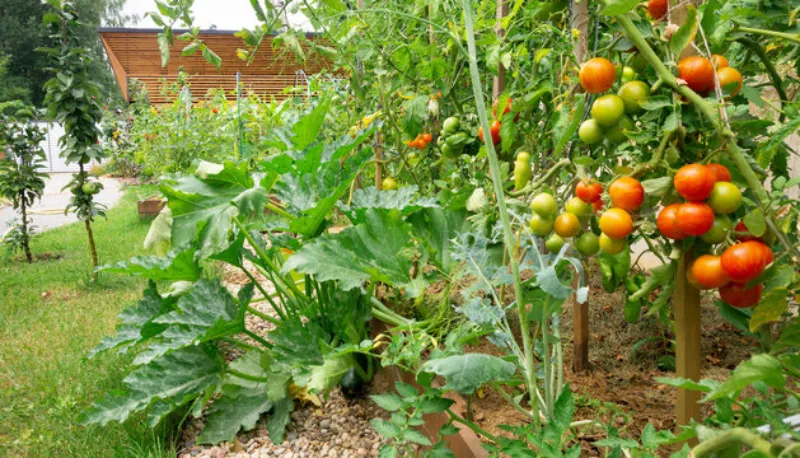 Read more about the article The Ultimate Beginner’s Guide to Growing Your Own Vegetables at Home
