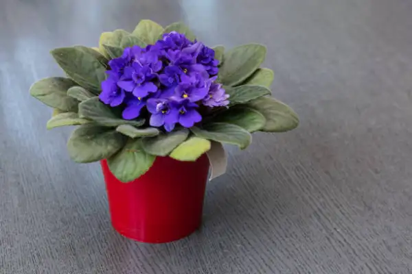 "Beautiful African violet with purple flowers growing in a small ceramic pot"