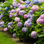 The Best Outdoor Plants for Every Season