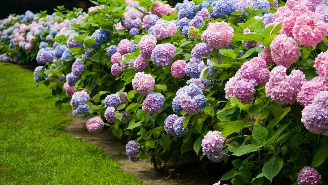 Read more about the article The Best Outdoor Plants for Every Season