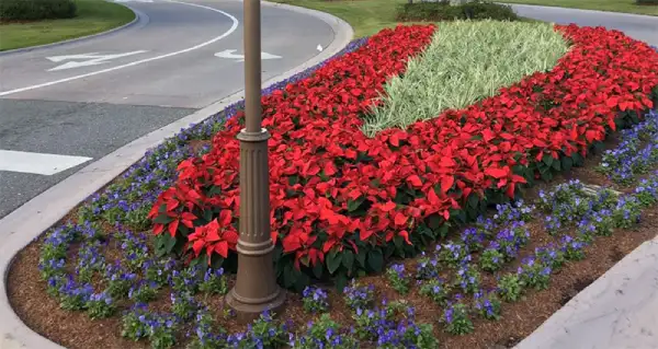"Garden bed showing annual flower rotation for healthy soil and vibrant seasonal blooms"