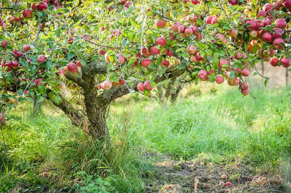 "Apple fruit tree with ripe red apples growing in a sunny orchard"