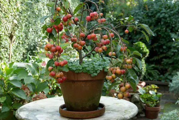 "Potted apple tree with green leaves and small ripening fruits"