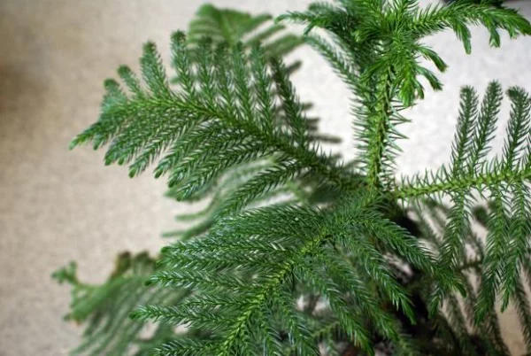 “Araucaria heterophylla (Norfolk Island pine) in a living room, one of the best indoor trees to add height and style to your home.”