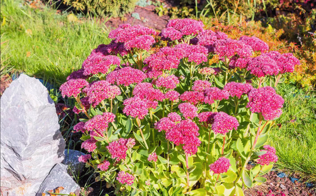 "Close-up of an Autumn Joy sedum plant with clusters of pinkish-red flowers and green succulent leaves in autumn sunlight."
