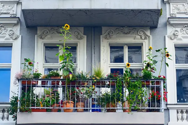 "Bright outdoor balcony garden filled with potted plants and blooming flowers in natural sunlight."