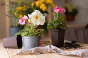 Read more about the article 10 Indoor Flowering Plants That Will Brighten Up Your Home