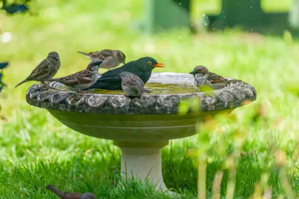 "Two small birds enjoying a birdbath surrounded by greenery in a garden."