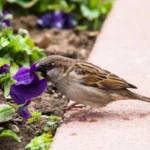 How to Design an Eco-Friendly Outdoor Garden