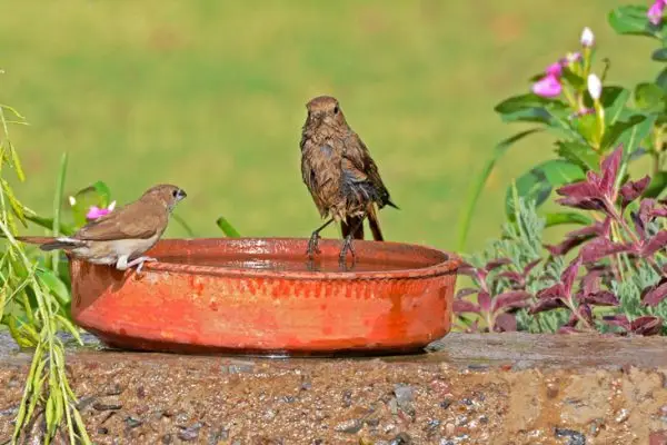 "Pair of garden birds drinking from a tin water dish surrounded by plants and greenery."