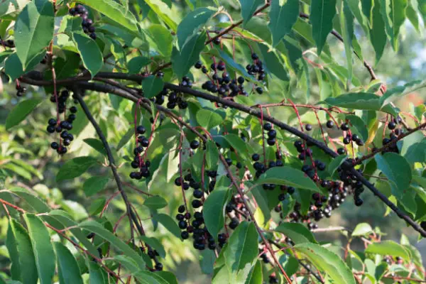 "Black Cherry tree with clusters of ripe dark cherries in summer"