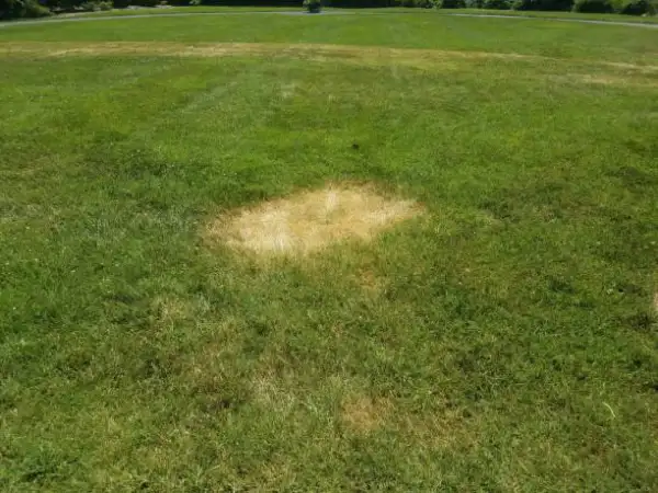 "Close-up of dry brown spots appearing on an unhealthy grass lawn"