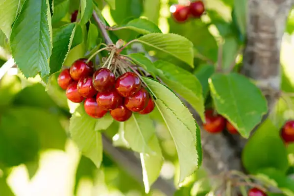 "Mature cherry tree bearing ripe red cherries in a sunny orchard"