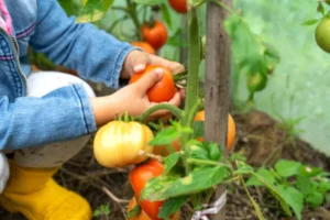 Read more about the article 🥕 How to Start a Vegetable Garden: Step-by-Step Guide for Beginners