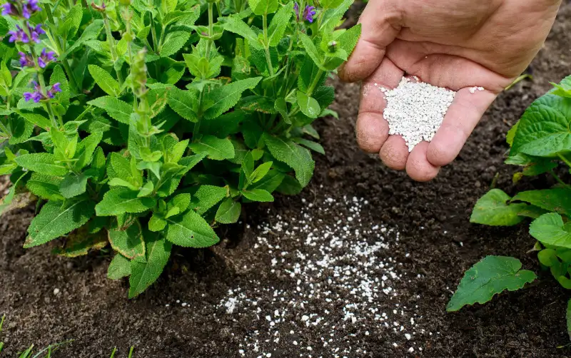 Read more about the article 🌼 How Often Should You Fertilize Your Flower Garden?