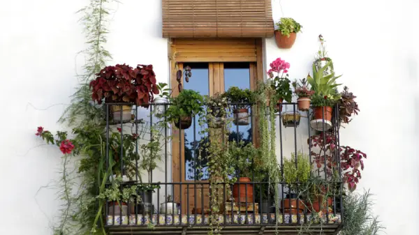 "Climbing balcony garden featuring lush green vines and vertical plants enhancing outdoor space."