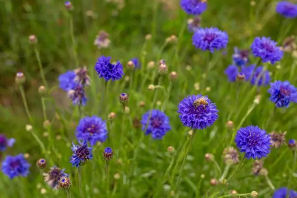 "Vibrant cornflowers growing in a sunlit field, showcasing blue, purple, and pink blossoms."