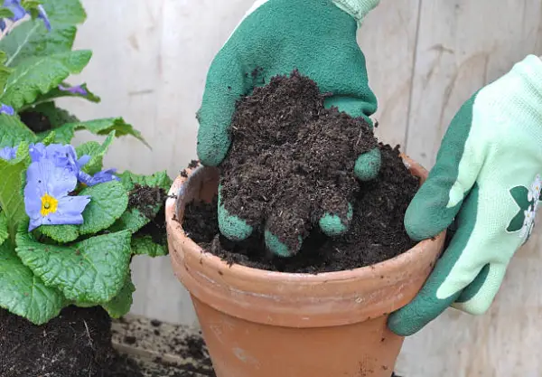 "Container potting process with soil, pots, and indoor plants"