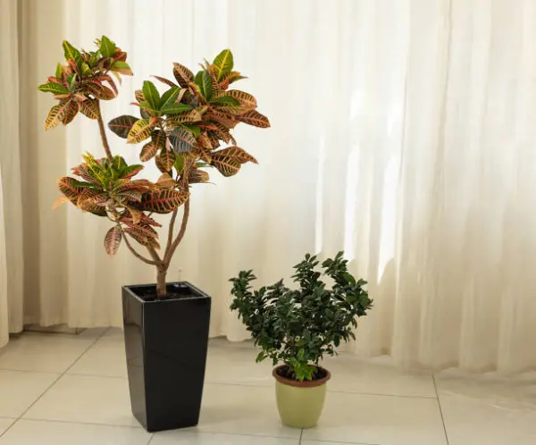 “Vibrant croton tree in a container, featuring multicolored leaves and decorative appeal.”