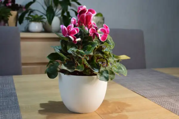 "Cyclamen plant with vibrant pink flowers and heart-shaped leaves in a pot"